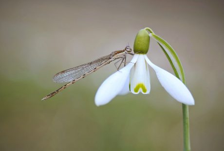 Libellen-, dagvlinders- en sprinkhanenonderzoek