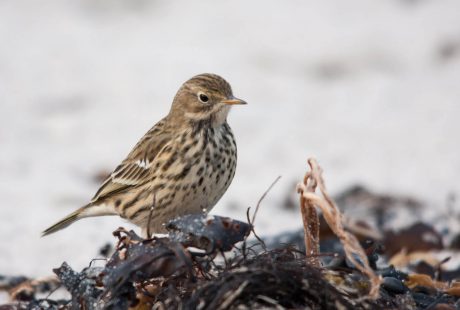 Vogelonderzoek